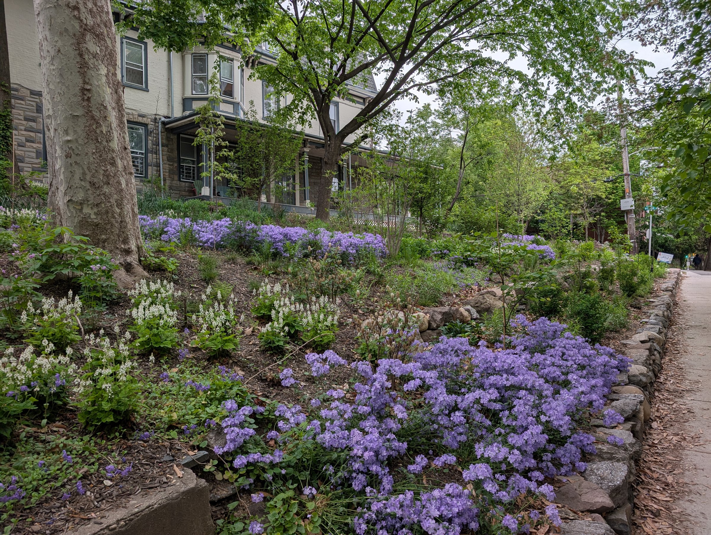 The Garden in spring — sweeps of purple woodland phlox and white foamflower bordering a stone path, with a Spruce Hill Victorian in the background.